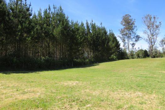 VENTA PARCELA SECTOR RELUN (VILLARRICA)