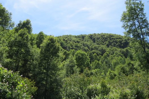 VENTA PARCELA SECTOR RELUN II (VILLARRICA)