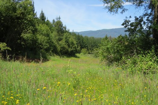 VENTA PARCELA SECTOR RELUN II (VILLARRICA)