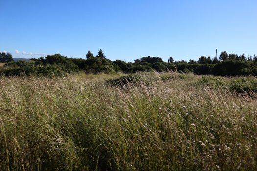 TERRENO HIJUELA N°4 LOTE 5 FREIRE