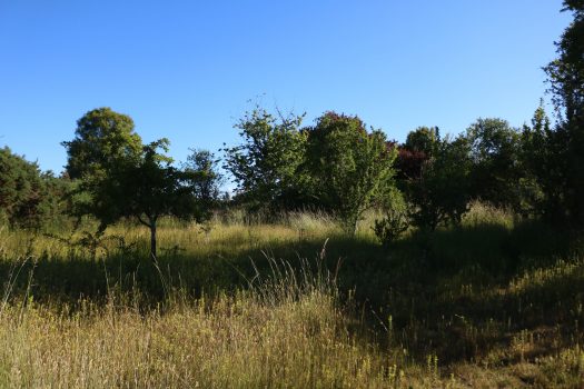 TERRENO HIJUELA N°4 LOTE 5 FREIRE