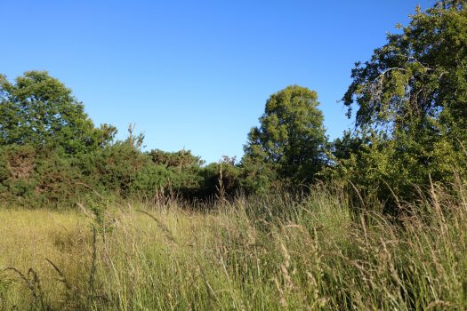 TERRENO HIJUELA N°4 LOTE 8 FREIRE