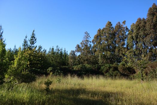 TERRENO HIJUELA N°4 LOTE 5 FREIRE