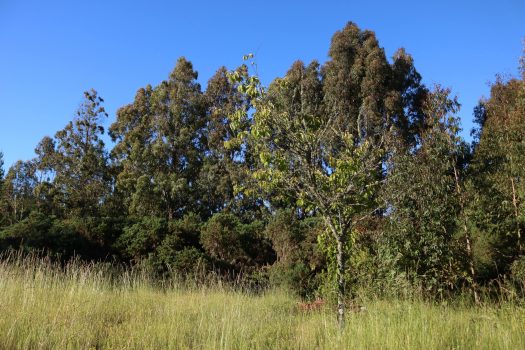 TERRENO HIJUELA N°4 LOTE 5 FREIRE