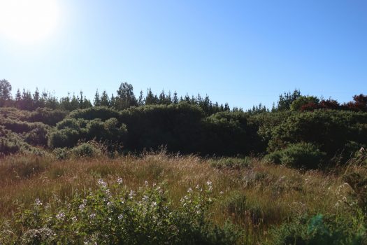 TERRENO HIJUELA N°4 LOTE 5 FREIRE