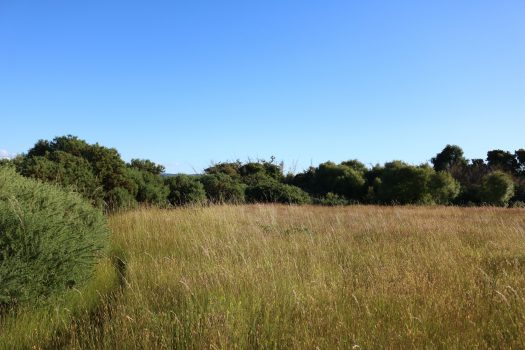 TERRENO HIJUELA N°4 LOTE 8 FREIRE