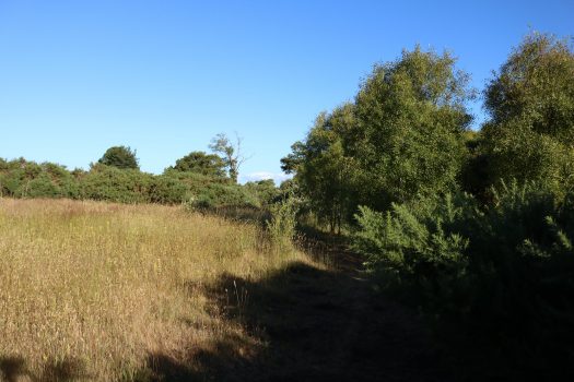 TERRENO HIJUELA N°4 LOTE 8 FREIRE