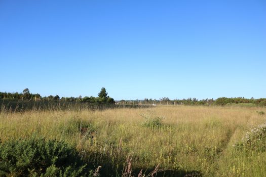 TERRENO HIJUELA N°4 LOTE 8 FREIRE