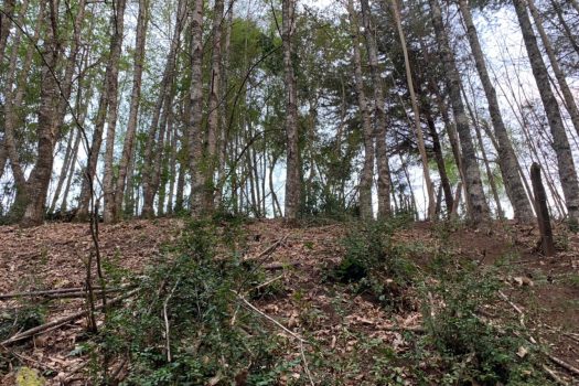 SE VENDE PARCELA RUTA LONCOCHE-VILLARRICA